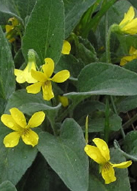 Viola praemorsa